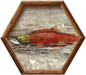 The Sacred Salmon